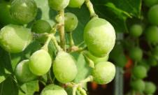 Făinarea viţei de vie Făinarea viţei de vie